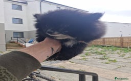 Mixed Breed dogs for sale: Pomeranian Puppy  - Image 4