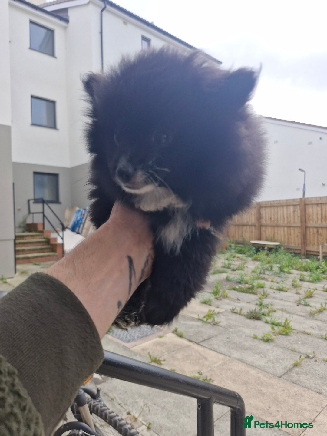 Mixed Breed dogs for sale: Pomeranian Puppy  - Image 4