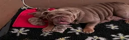 English Bulldog dogs for sale: Exceptional English Bulldog Puppies - Advert 9