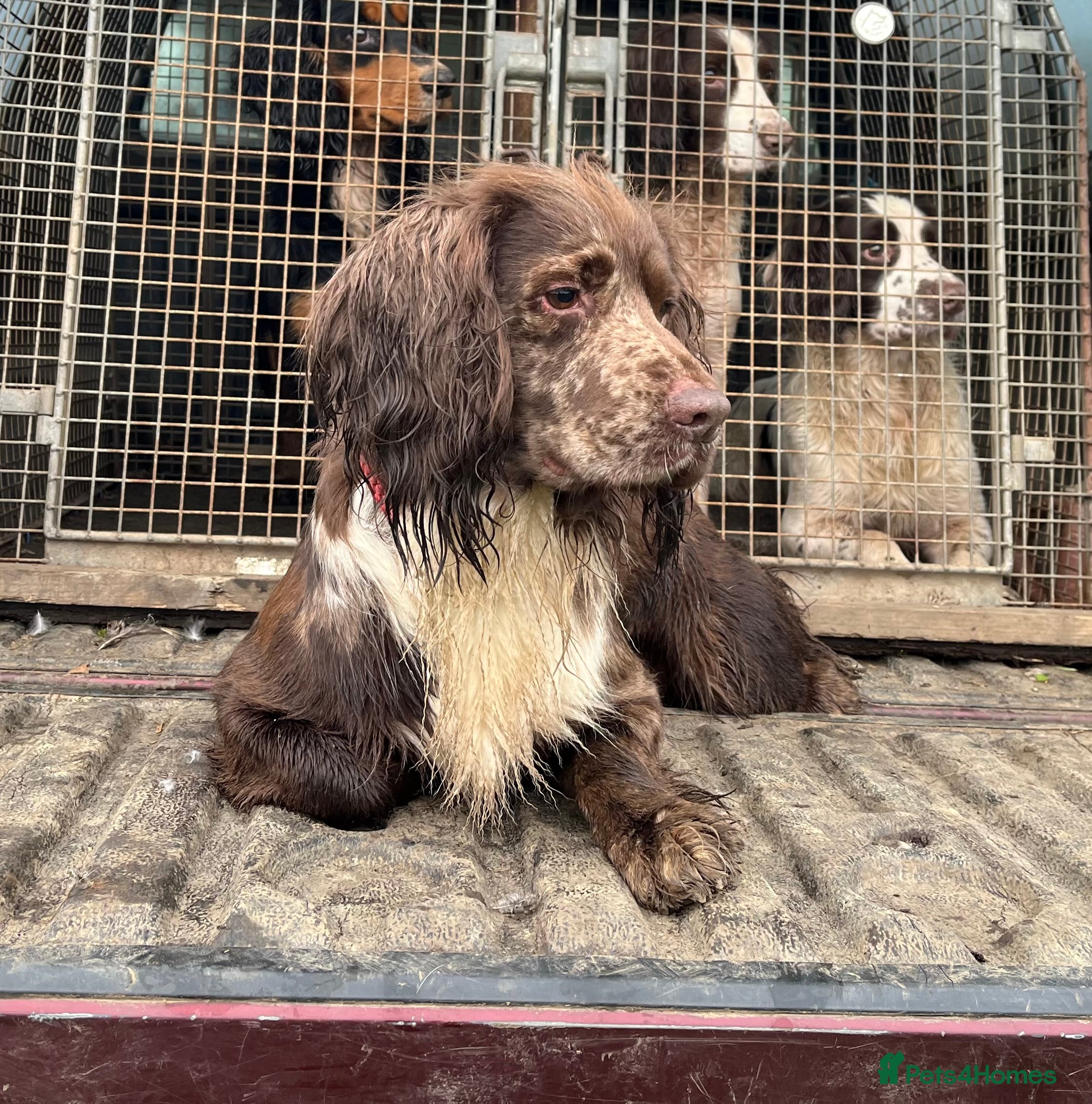 Cocker Spaniel dogs MERLE cocker spaniel at stud  in Rowlands Gill - Advert 17