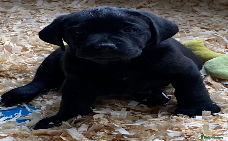 Labrador Retriever dogs Labrador Retriever Puppies (Show Type) - Advert 6