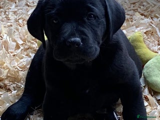 Labrador Retriever dogs Labrador Retriever Puppies (Show Type) - Advert 8