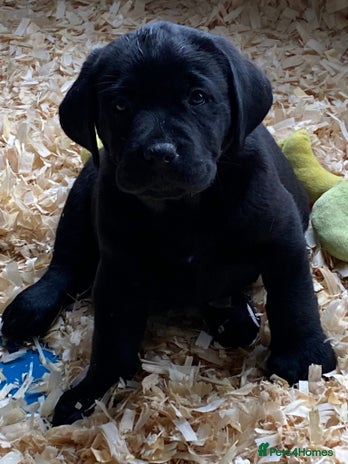 Labrador Retriever dogs Labrador Retriever Puppies (Show Type) - Advert 6