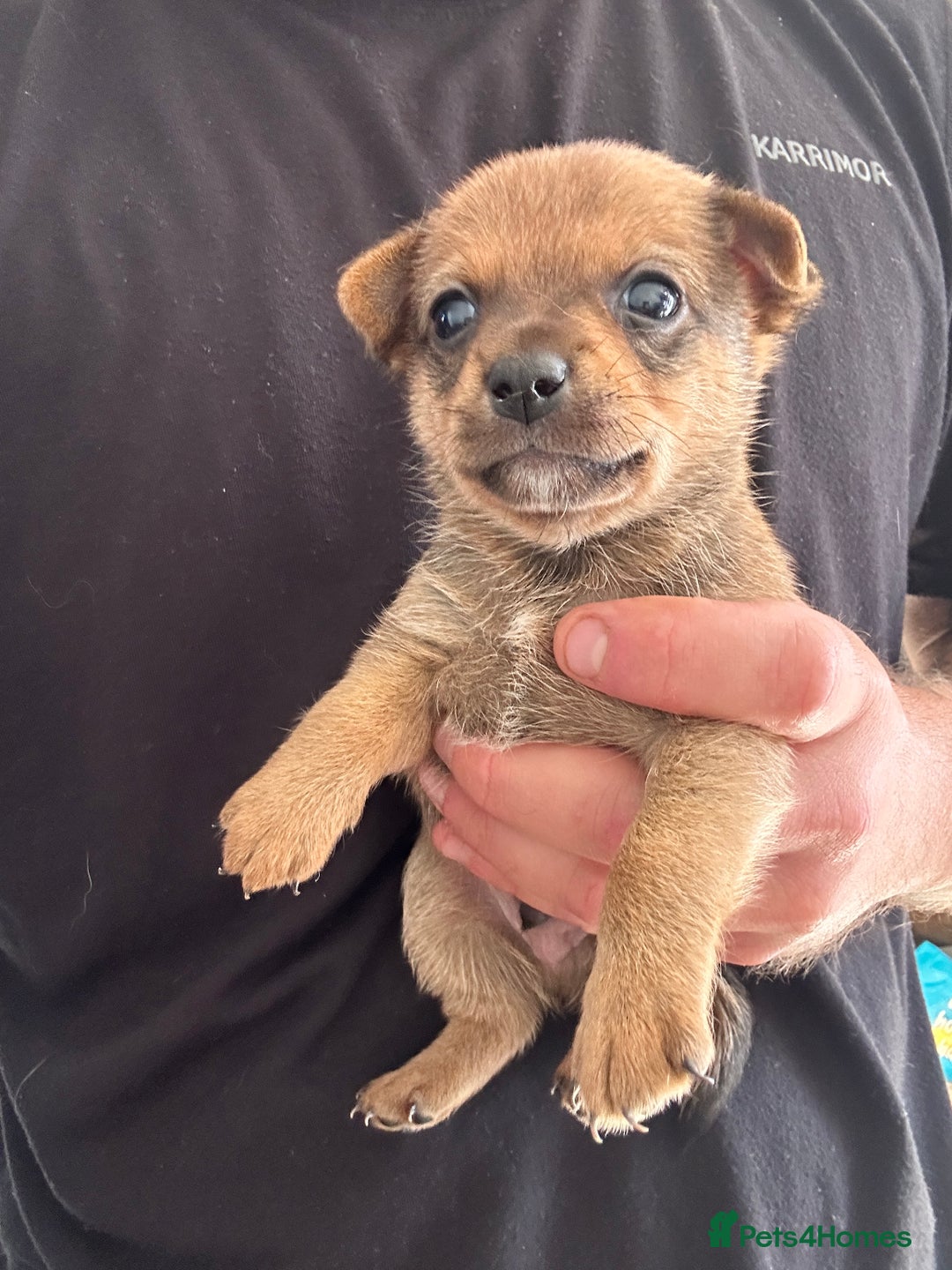 Chihuahua dogs for sale: Chihuahua X puppies  - Image 10
