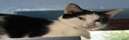 Mixed Breed cats for sale: 2 beautiful black kittens - Advert 1
