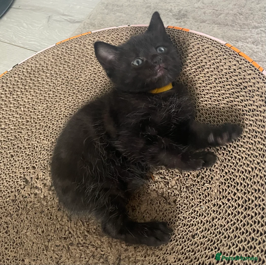 Domestic Shorthair cats for sale: 5 Beautiful kittens  🐈‍⬛🐈‍⬛ - Advert 9