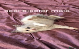 Ragdoll cats for sale: 3 Tica Registered Males For Sale - Image 13