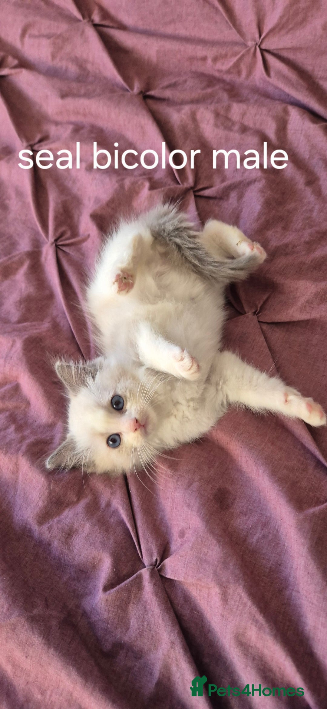 Ragdoll cats for sale: 3 Tica Registered Males For Sale - Image 13