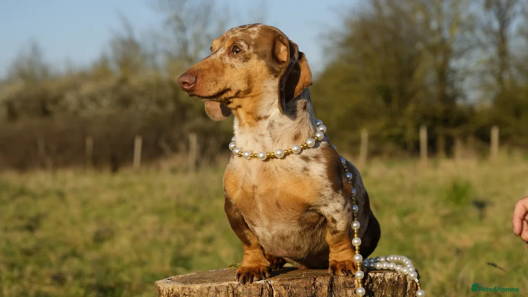 Miniature Dachshund dogs for stud: Award winning Breeder-KC Choc/Tan Dapple Smooth - Advert 2