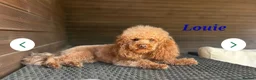 Cockapoo dogs for sale: Georgious Cockapoo Puppies For Sale  - Advert 4
