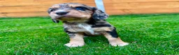 Cockapoo dogs for sale: Cockapoo Babies 🐾🐾🐾 - Advert 18
