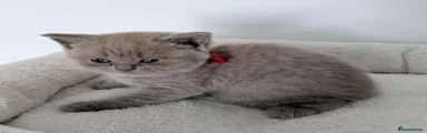 British Shorthair 3