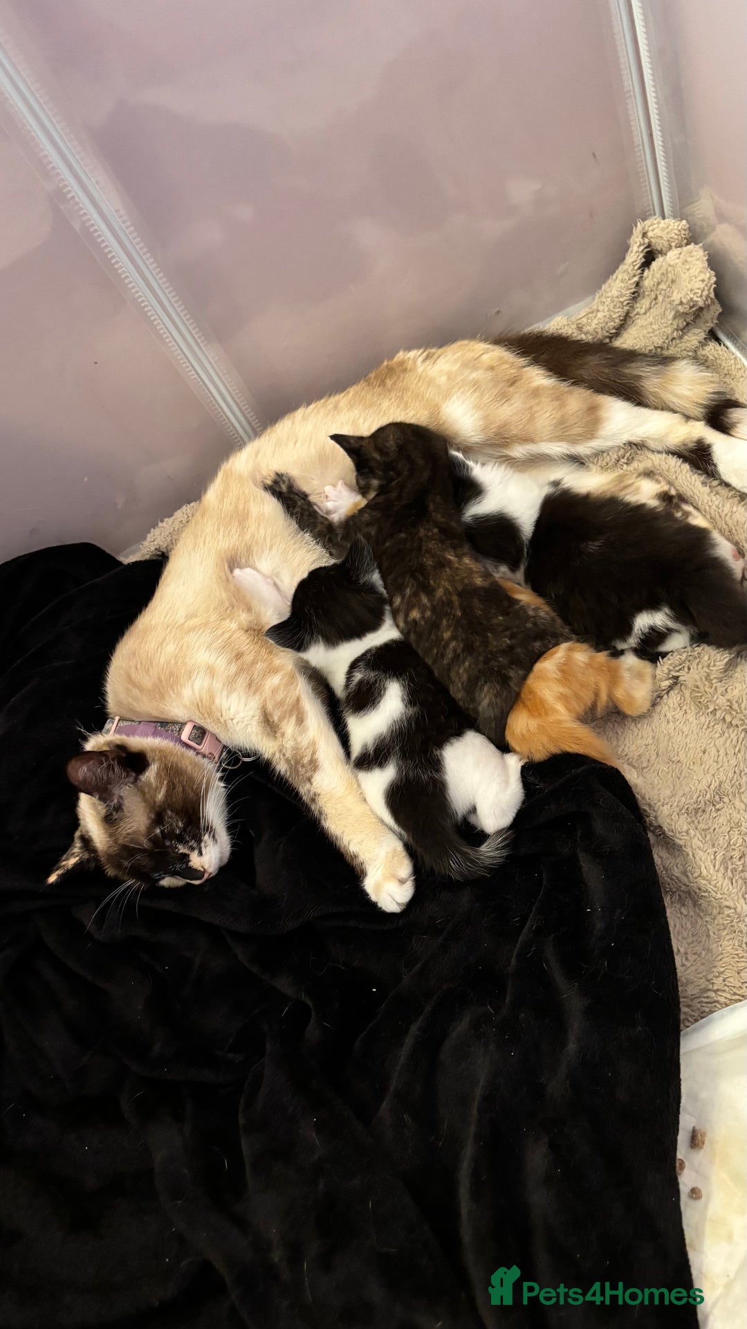 Mixed Breed cats for sale: Kittens  - Image 2