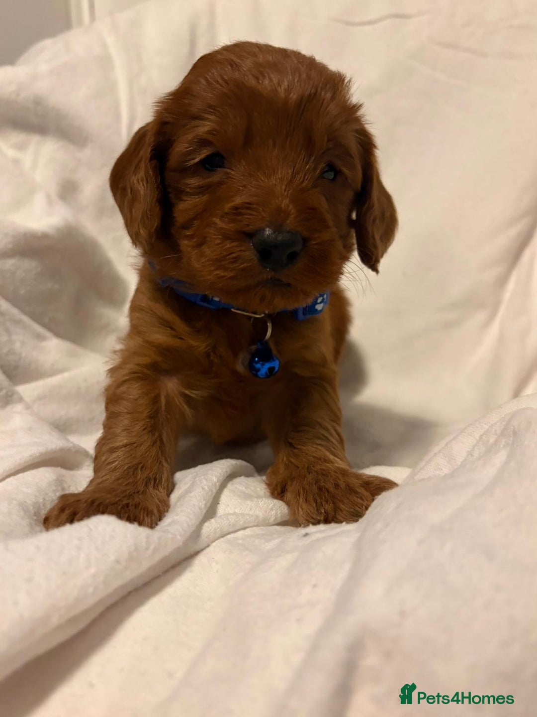 Cockapoo dogs for sale: Deep Red Cockapoos - Advert 22