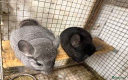 Chinchilla rodents for sale: Males and female chinchillas.  - Advert 2