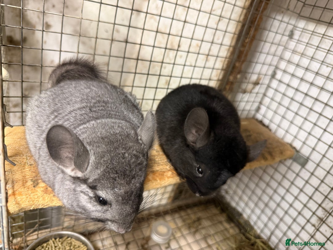 Chinchilla rodents for sale: Males and female chinchillas.  - Advert 2