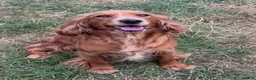 Cocker Spaniel dogs for sale: Kc Reg, Health tested Red/Gold Working Cocker pups - Advert 8