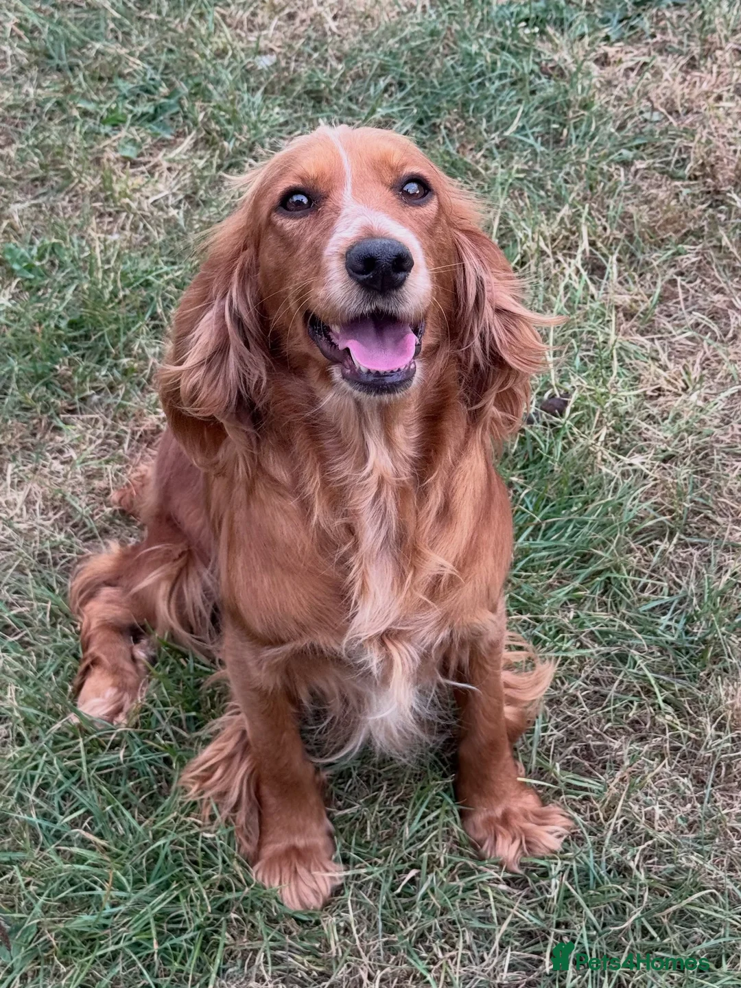 Cocker Spaniel dogs for sale: Kc Reg, Health tested Red/Gold Working Cocker pups - Advert 8