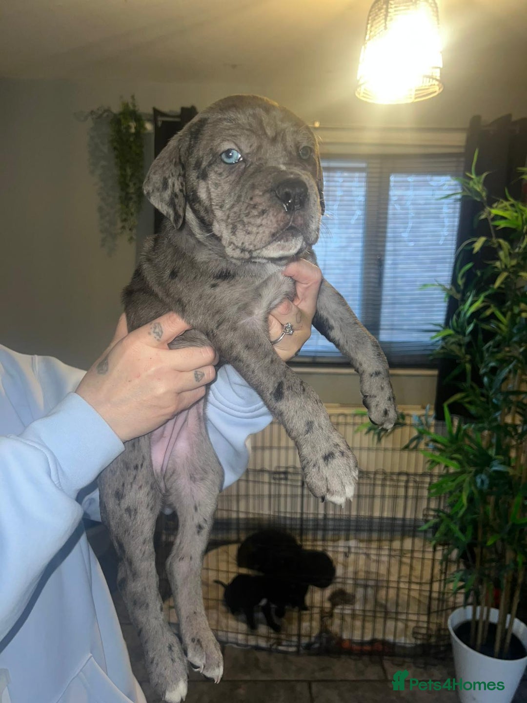 Cane Corso dogs for sale: Cane Corso Pups - Advert 13