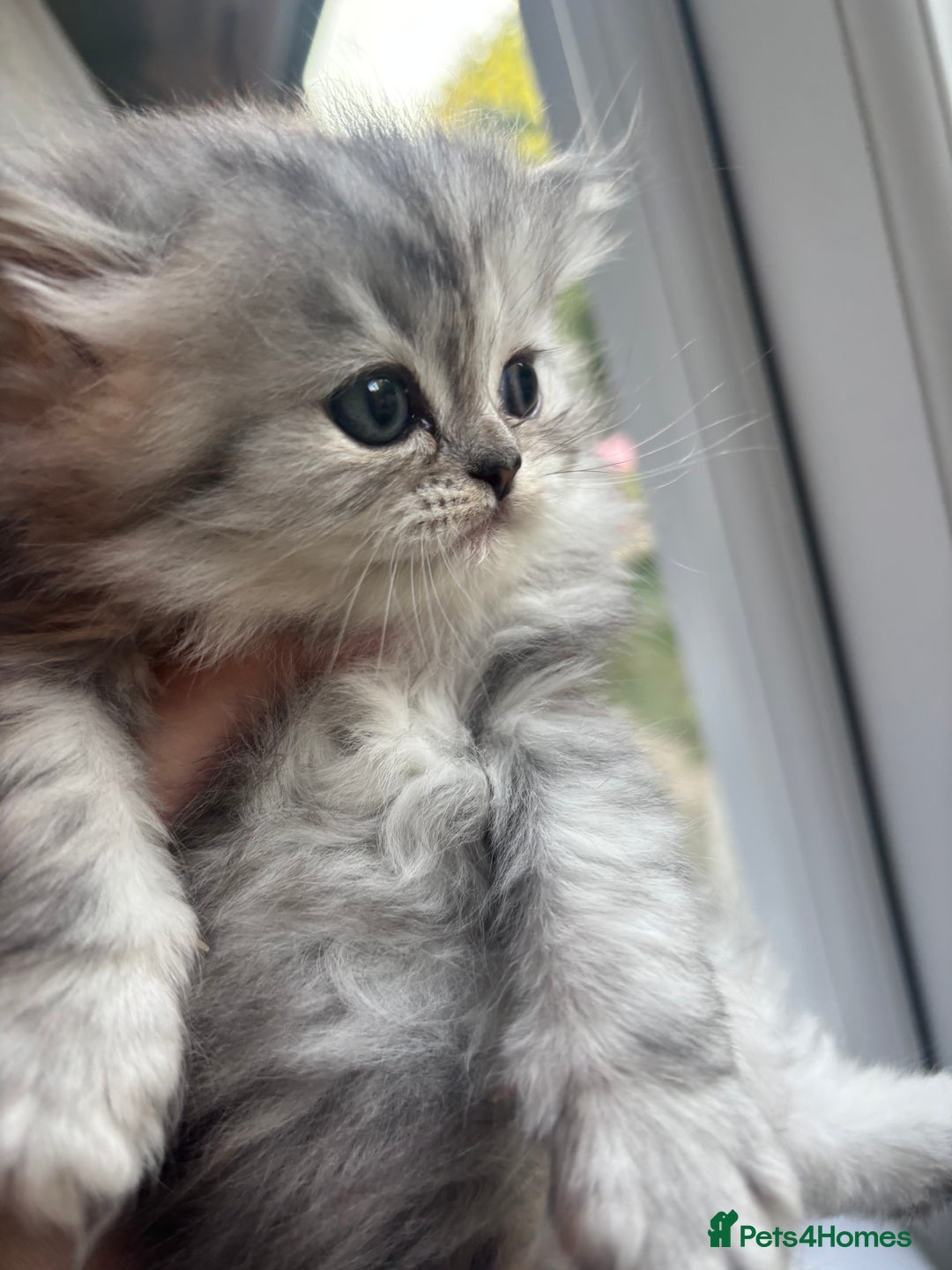 Persian cats for sale: Persian Ragdoll Kittens  - Image 13