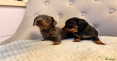 Miniature Dachshund dogs Miniature Dachshund - Advert 5