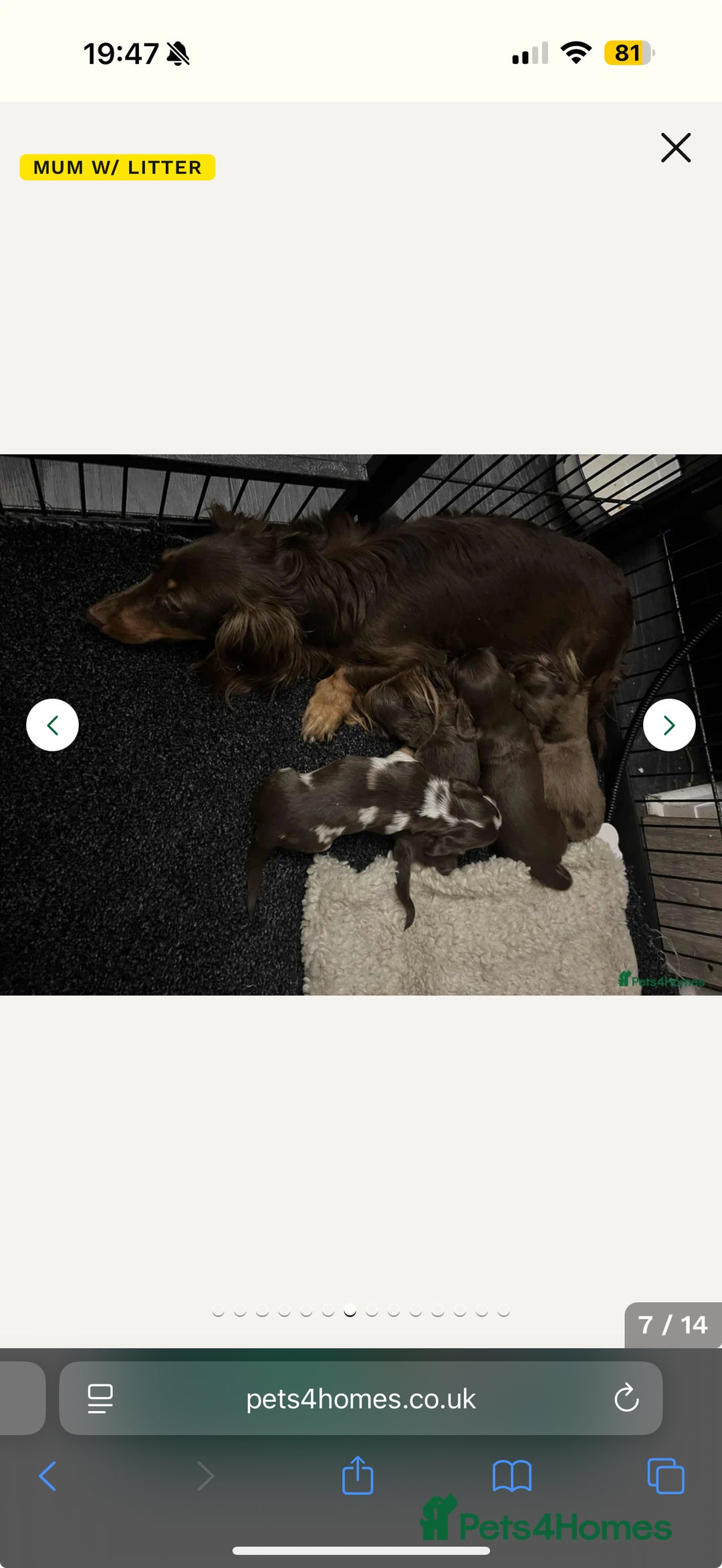 Miniature Dachshund dogs for sale:  Long-Haired Miniature Dachshund Puppy  - Image 4