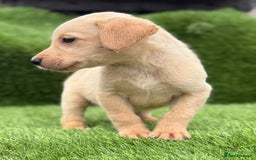 Labrador Retriever dogs for sale: Labrador pups  - Image 31
