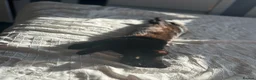 Mixed Breed cats for sale: Two black kitten for sale in Walsall - Advert 3