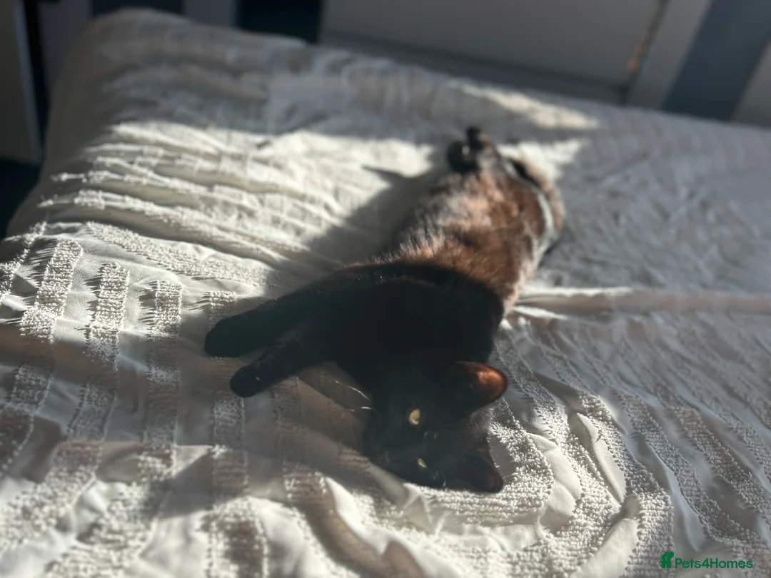 Mixed Breed cats for sale: Two black kitten for sale in Walsall - Advert 3