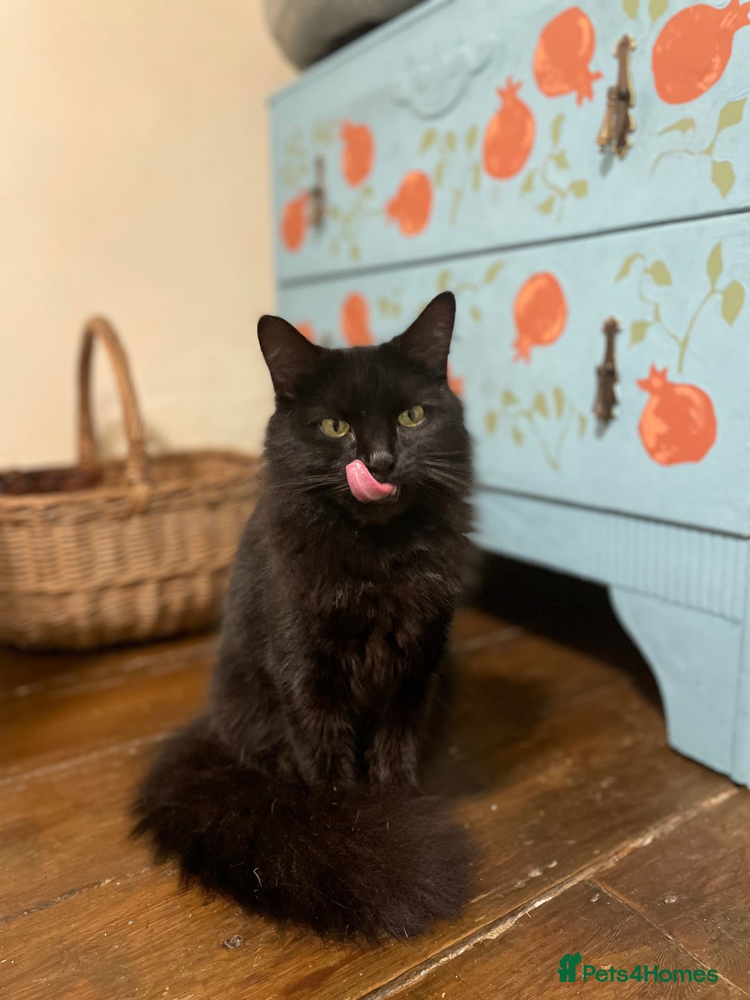 Domestic Shorthair cats for adoption: Zara, 4 year old female neutered  - Advert 3