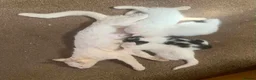 Mixed Breed cats for sale: Four adorable, cuddly kittens - Advert 3