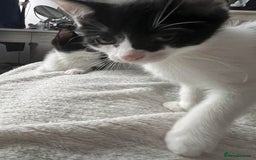 Mixed Breed cats for sale: Kittens for adoption - Image 3