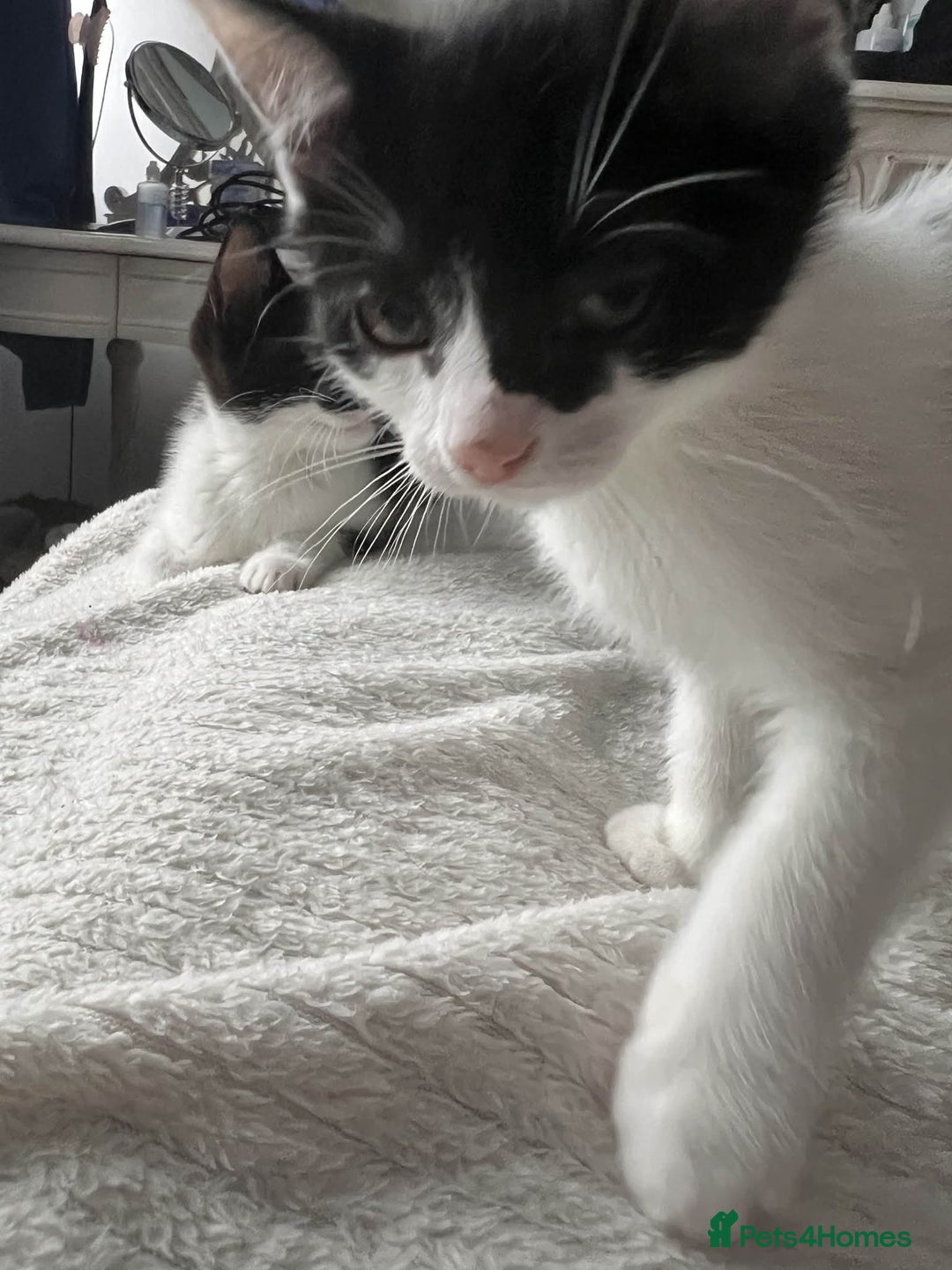 Mixed Breed cats for sale: Kittens for adoption - Image 3