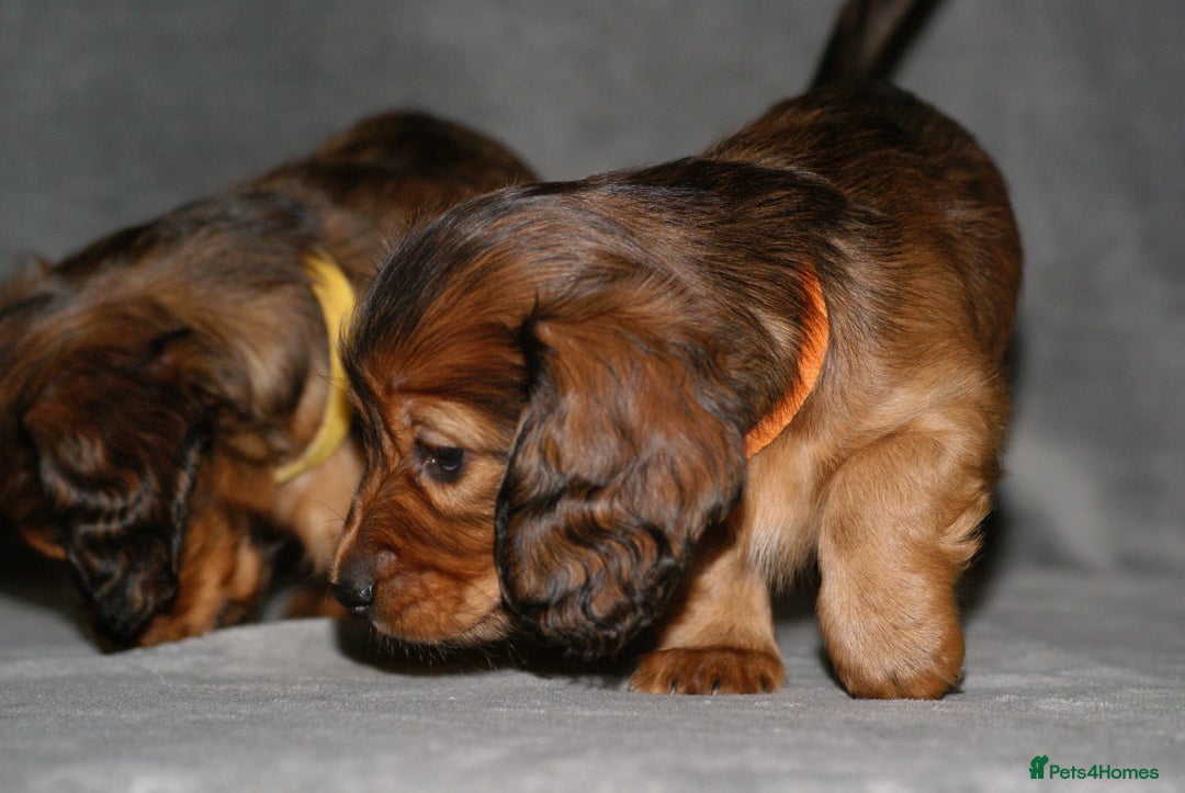 Miniature Dachshund dogs for sale: KC Registered Miniature Longhaired Dachshunds - Advert 10