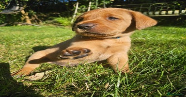 Labrador Retriever dogs in Watchet - Advert 8