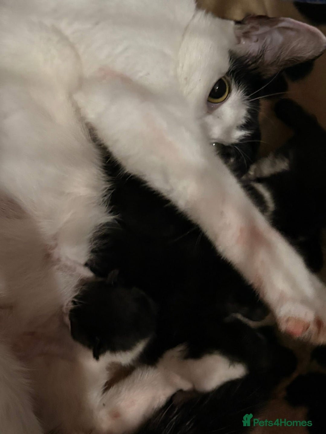Mixed Breed cats for sale: 3 beautiful black and white kittens  - Image 6