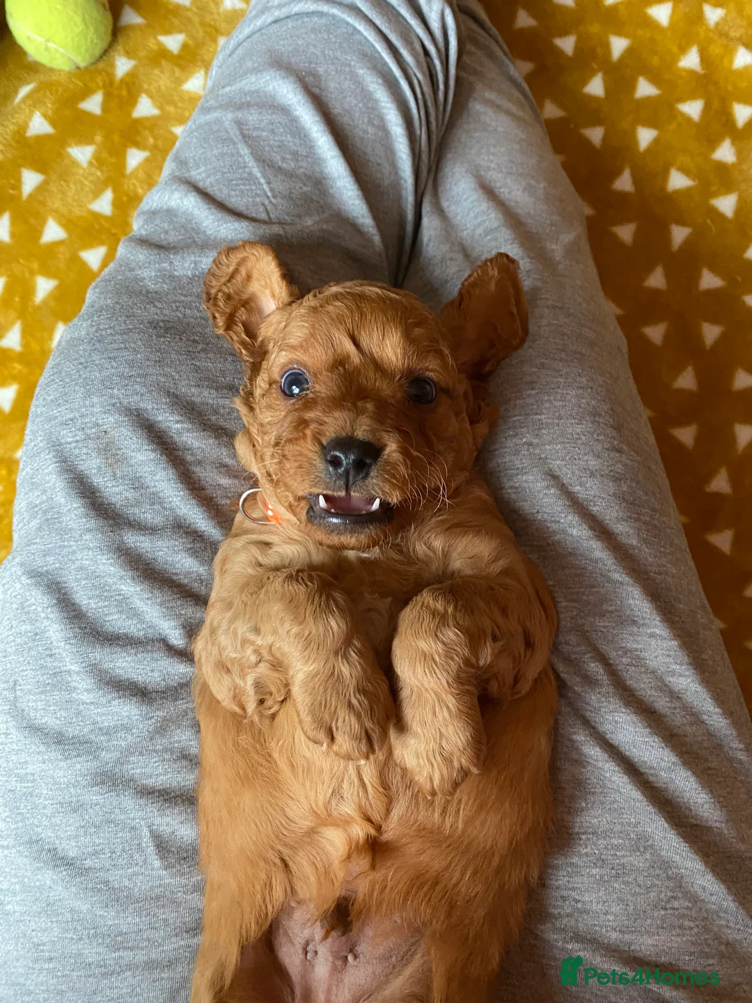 Mixed Breed dogs for sale: Beautiful Cavacockapoo puppies, only two left!  - Advert 10