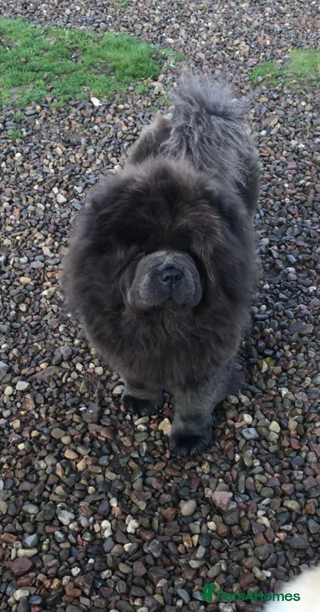 Chow Chow dogs for sale: Stunning Chow chow pups ready for new homes  - Advert 21