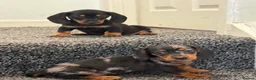 Dachshund dogs for sale: Daschound Babies in Loughborough - Advert 11