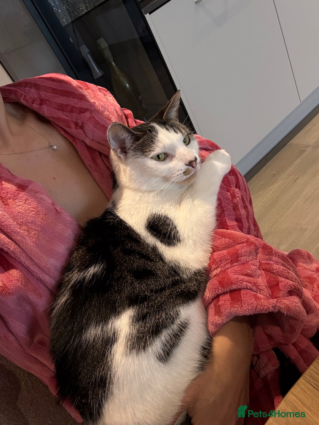 Domestic Shorthair cats for sale: Domestic  cat looking for a loving home for free - Image 2