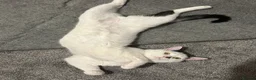Mixed Breed cats for sale: Bobo  in Rotherham - Advert 6