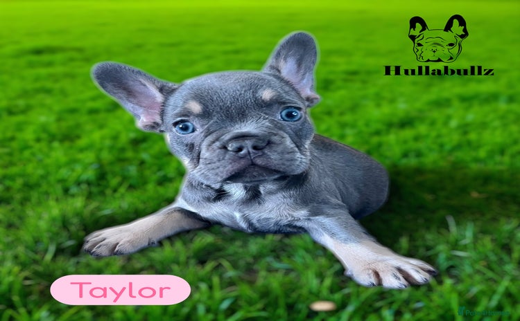 French Bulldog dogs - Advert 1