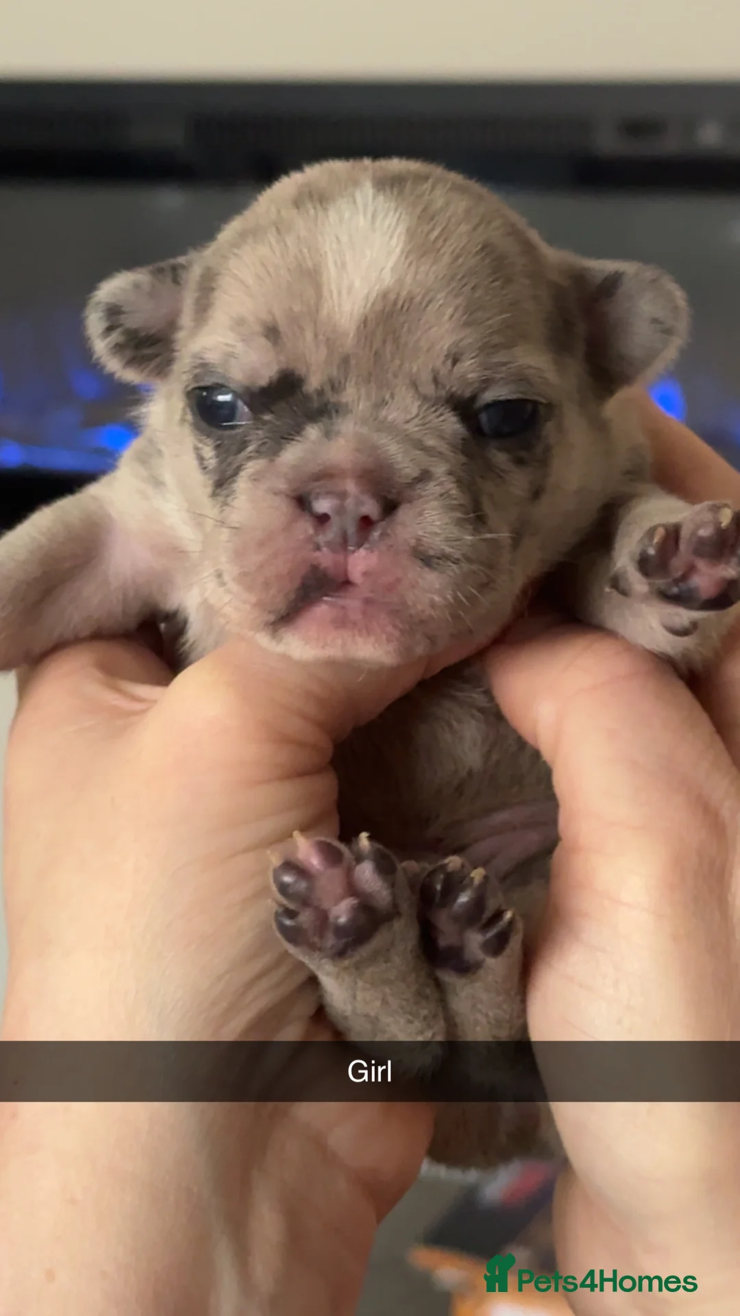 French Bulldog dogs for sale: Litter of 6 raised by a family with children  - Advert 11