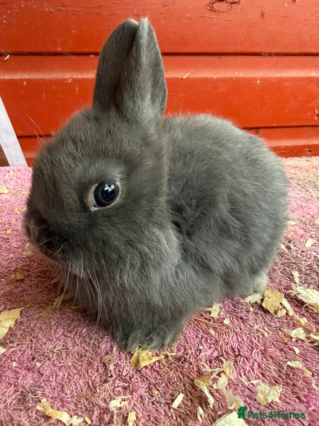 Netherland Dwarf rabbits for sale: Young Netherland Dwarfs - Advert 10