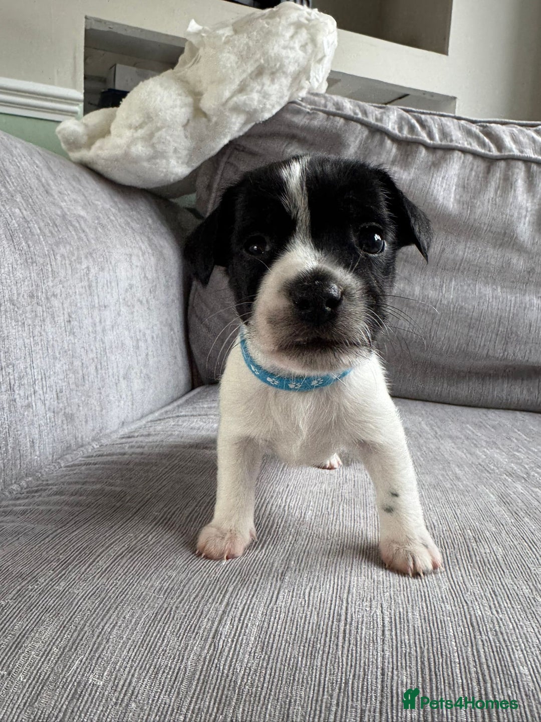 Mixed Breed dogs for sale: Cavalier King Charles Spaniel X Jack Russell - Advert 4