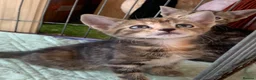 Mixed Breed cats for sale: Gorgeous kittens Ready Now! - Advert 4