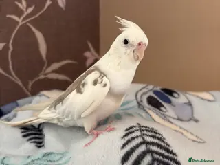 Cockatiels birds Cosmo the cockatiel in Lancing - Advert 13