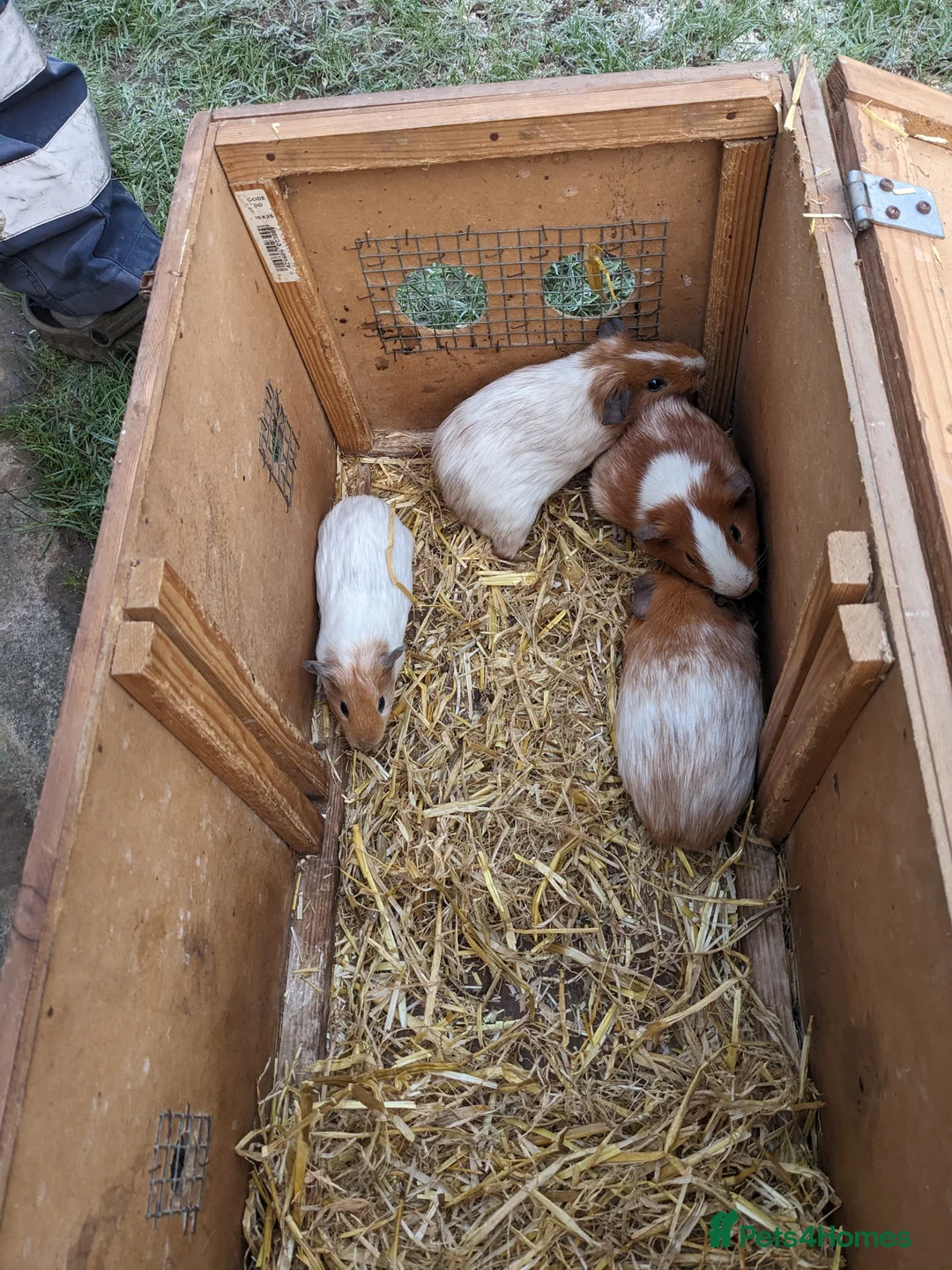 Guinea Pig rodents for sale: Male guinea pigs  - Advert 4