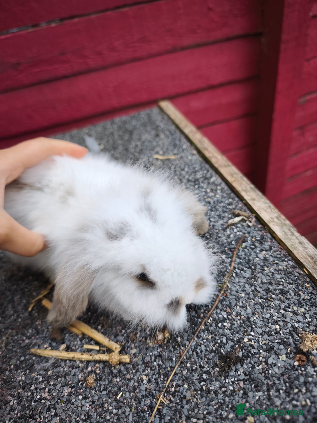 Lionhead rabbits for sale: Fluffy mini lion lop  in Bootle - Image 3