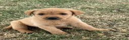 Labrador Retriever dogs for sale: 🖤🧡Fantastic Chucky KC Lab Puppies - Advert 3
